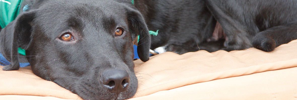 A Labrador sitting on a donated bed at an adoption event