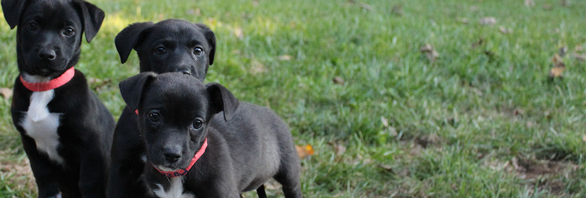 Three puppies abandoned, searching for their forever homes