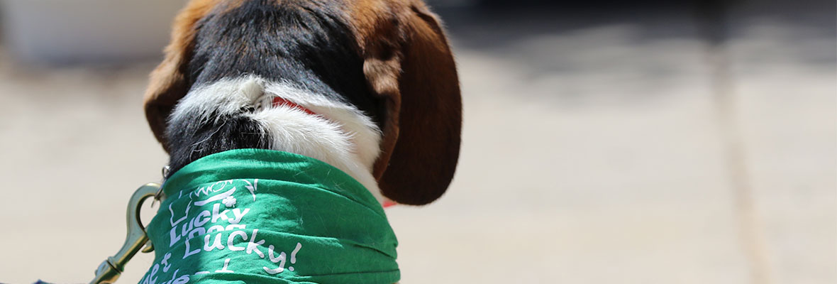 A lone rescued beagle waiting for adoption