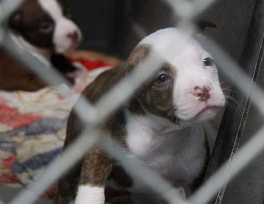 Puppies in a cage