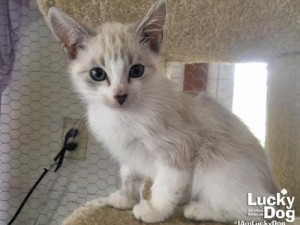 Teaching Kittens Litterbox Training