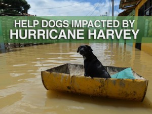 Help Dogs impacted by Hurricane Harvey