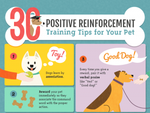 30 Positive Reinforcement Training Tips