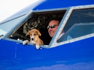 Dog in Plane