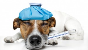 Kennel Cough