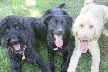 Mirah's three rescue dogs after some play time.