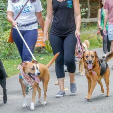 Leash Walking Tips and Tricks