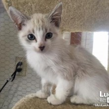 Teaching Kittens Litterbox Training