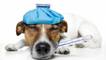 Kennel Cough